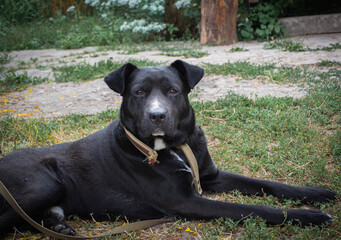 black labrador retriever
