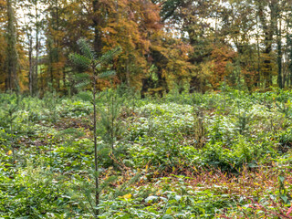 Wiederaufforstung durch neuanpflanzen von Jungbäumen im Mischwald