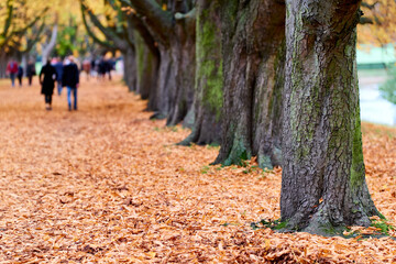 Spaziergaenger im Herbst im Stadtwald Koeln, NRW, Germany