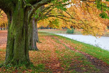 Allee im Stadtwald Koeln, NRW, Germany
