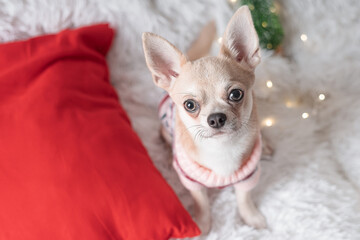 Adorable little Christmas dog chihuahua dog in sweater lies on a blanket.