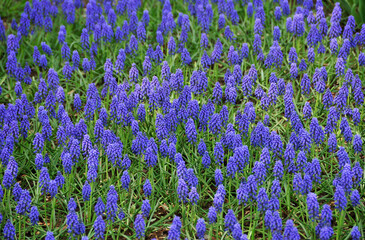 Naklejka premium ムスカリ