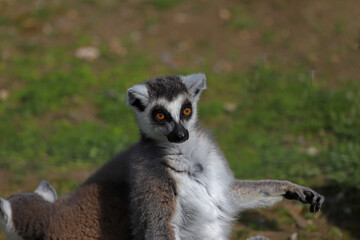 Obraz premium Ring-tailed Lemur ; Lemur catta