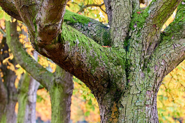 Alte Baeume im Stadtwald Koeln, NRW, Germany