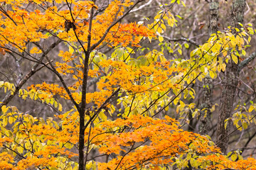 日本の百名山・10月、八ヶ岳の紅葉・山梨