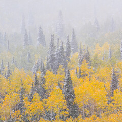 Snowing in the forest.  Autumn. Big Cottonwood Canyon, Wasatch Range, Salt Lake City, Utah, Usa, America