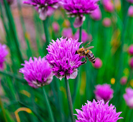 bee on a flower