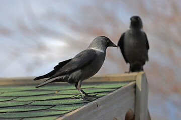 a pair of crows who live freely in the natural environment