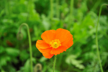 Fototapeta premium ポピー