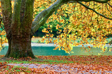 Baum im Herbst im Stadtwald Koeln, NRW, Germany