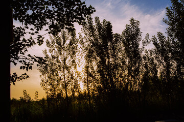 sunset in the forest