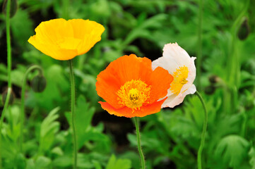 Fototapeta premium ポピー