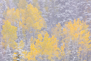 Fototapeta premium Snowing in the forest. Autumn. Big Cottonwood Canyon, Wasatch Range, Salt Lake City, Utah, Usa, America