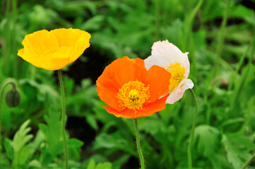 Fototapeta premium ポピー