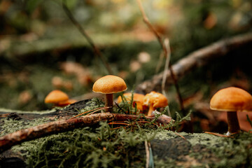 Forest mushrooms growing in the forest
