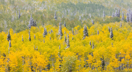 Snowing in the forest.  Autumn. Big Cottonwood Canyon, Wasatch Range, Salt Lake City, Utah, Usa, America