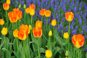 チューリップとムスカリ