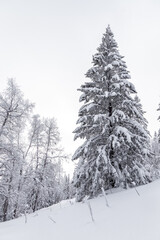 Winter landscape. Zyuratkul national Park, Chelyabinsk region, South Ural, Russia