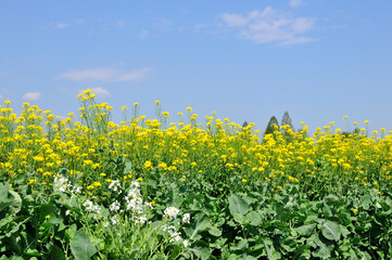 菜の花