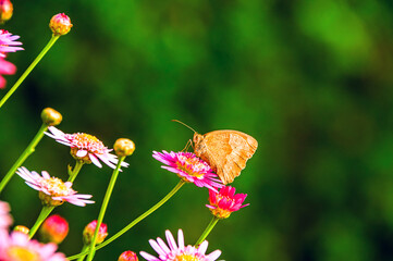 Frühlingsblumen