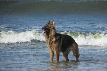 Dog paddling in sea © Michael