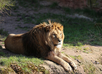Male Lion enjoying Sun at local Zoo