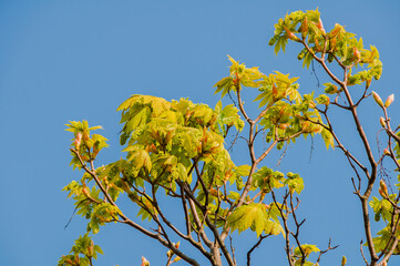  Ahorn Knospen im Früjahr