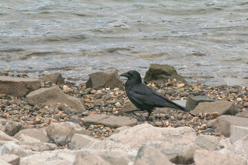 Rabenkrähe am Flussufer, Corvus corone