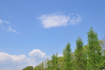 新緑の銀杏並木