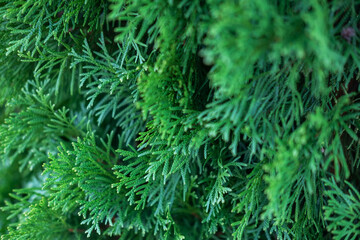 Beautiful evergreen thuja branches close up as a christmas background with a shallow focus.