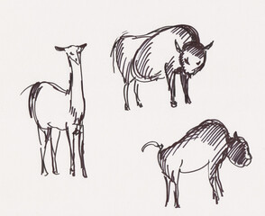 Instant sketch, lama and bisons