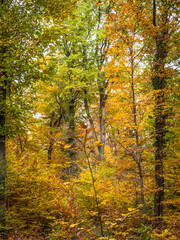 Herbst im Mischwald