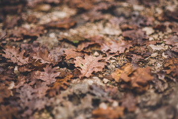 Brown leaves with raindrops on the ground 