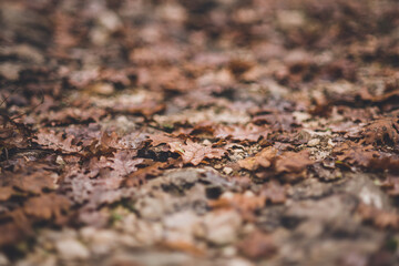 Brown english oak leaves with raindrops on the ground