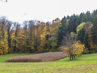 Fototapeta premium Herbst im Mischwald