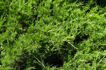 Green juniper background top view. Natural texture