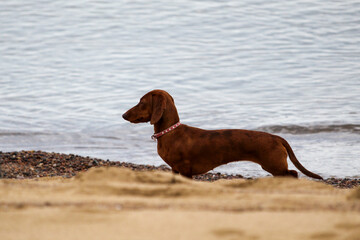 dachshund walk along the seashore. Dog walking on the sea beach
