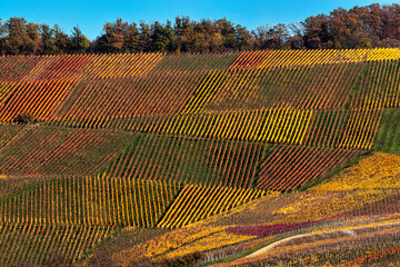 colorful vineyard with grapevines in autumn