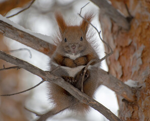 Red squirrel sits on a tree and looks at the camera