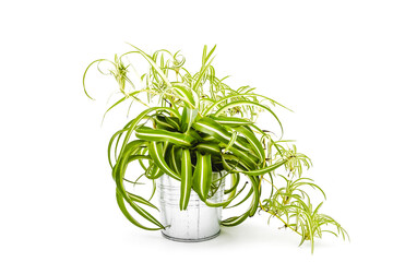 Chlorophytum Comosum Atlantic © Matthias De Boeck