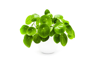 Pilea Peperomioides