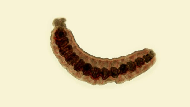Oligochaeta worm under a microscope, type Annelida, sample found at Lake Baikal. Video may contain a part of the worm that moves and contracts