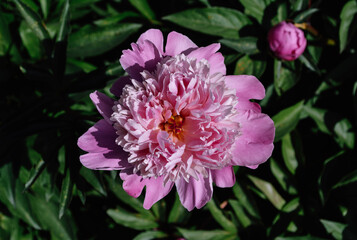 pink and white flower