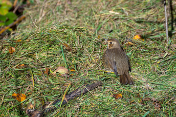 Song Thrush (Turdus philomelos) standing onsome grass cuttings