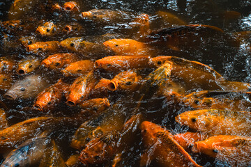 Many fishes in the pond are rushing to get their food