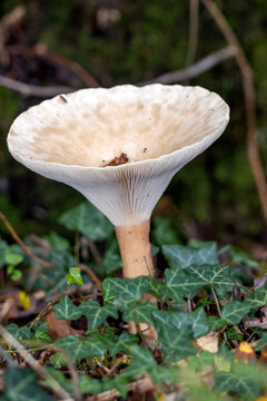 Trooping Funnel (Clitocybe geotropa) long stemmed mushroom