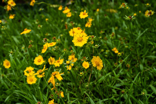 Yellow Cosmos in the deep green bush