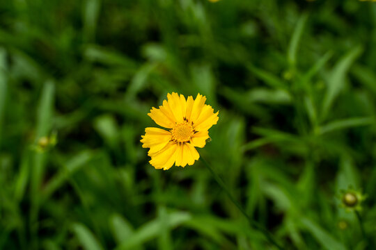 Yellow Cosmos in the deep green bush