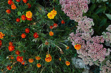 Tagetes patula french marigold yellow orange and Sedum flowers. Close up beautiful Marigold flower & leaf (Tagetes erecta, Mexican, Aztec or French marigold) in garden