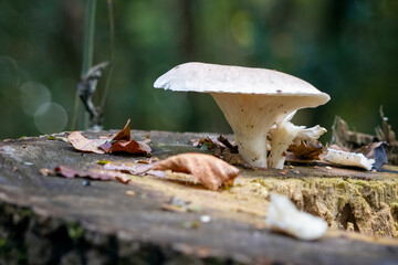 White mushroom growing on a rotting tree stump